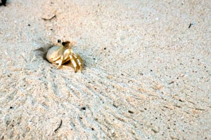 A Pastor for the Cayman Islands