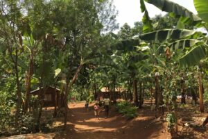 Sowing Seeds of Sustainability